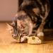 Gigwi Interactive Electric Cat Toy with Furry Tail - Automatic Squeaky Mice for Indoor/Outdoor Exercise - Brown Mouse (Original) - Buy Online on GoSupps.com