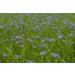 Buy Organic Linseed Oil Native Demeter - 4 x 100ml | Premium eCommerce International Shipping - Buy Online on GoSupps.com