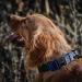 OneTigris Blue Dog Collar with Metal Buckle | Durable Adjustable MM Size for All Breeds | International Shipping Available - Buy Online on GoSupps.com