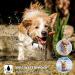 2 Pack LED Dog Collar Light USB Rechargeable Light up Dog Collar Lights 4 Modes Dog Light for dog harness Clip-On Dog Collar Tag Light IP65 Waterproof Safety Dog Lights for the Dark - Buy Online on GoSupps.com