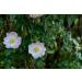 Kamelur 1kg of organic dried rose hips & without additives for organic rose hip tea - whole & dried rose hips in biodegradable packaging - Buy Online on GoSupps.com