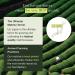 Encha Latte Grade Matcha Green Tea - First Harvest 30g/1.06oz Organic Powder from Uji, Japan for Matcha Latte & Smoothie | Caffeine-Rich, L-Theanine Infused, Sugar-Free - Buy Online on GoSupps.com