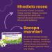 Rhoziva Brain Supplement. For Memory Focus Cognitive Health Concentration Support & Natural Stress Relief. With Bacopa Monnieri Rhodiola Rosea Vitamin B Complex Vitamin A Biotin. Nootropic brain supplement Gluten Free 60 Capsules (Pack of 3) 60 count (Pac - Buy Online on GoSupps.com