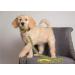 NFL Green Bay Packers Small Pet Leash by Pets First - Officially Licensed - Buy Online on GoSupps.com