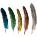 HAPPY FEATHER 6-9 inch Natural Guinea Wing Plumage Feather Pack of 20 - Multi Color DIY Craft Supply - Buy Online on GoSupps.com