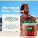 NutraOne Vegan Creations Plant Based Protein Powder - Cookie Butter Flavor 1.05 lb (Pack of 1) | Dairy Free, Pea Protein Isolate and Brown Rice | Vegan Protein Powder - Buy Online on GoSupps.com