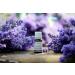 Lavender Essential Oil - 100% Pure & Natural 10ml UNDILUTED - Premium Scent for Aromatherapy & Relaxation - Buy Online on GoSupps.com