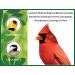 Kaytee Midwest Regional Wild Bird Blend 7lb Bag - Premium Wild Bird Seed Blend for Regional Bird Species - Buy Online on GoSupps.com