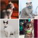 Nearasu 12 Pack Cat Collars Reflective Safety Quick Release Buckle Cat Collar for Cat Kitten Pet Breakaway With Bell Adjustable Large Hi Vis 20-34cm For All Domestic Cats Male Female (Multi-colored) - Buy Online on GoSupps.com