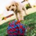 ZENO Dog Toys - Pack of 10 | Rope Chew Toys for Dogs | Strong Rope Ball & Tug for Teething & Training | Puppy Teething Toys | 100% Natural Cotton | Great for Small Medium & Large Puppies & Adults - Buy Online on GoSupps.com