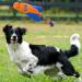 Nerf Dog Trackshot Arrowhead Launcher with Interactive Design Great for Fetch Launches up to 75 ft Single Unit Blue/Orange - Buy Online on GoSupps.com