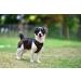 Puppia Dog Harness for Small & Medium Dogs | Super Soft Colorful & Versatile - Atani Train Harness in XL Camouflage - Buy Online on GoSupps.com