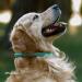 Collardirect Handmade Round Leather Dog Collar | Soft Padded Stylish & Durable | Black Pink Red Purple Blue Mint Green | 15-18 cm for Small & Big Dogs & Cats - Buy Online on GoSupps.com
