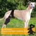 Dog Knee Brace Dog ACL Knee Brace Hind Leg Dog Leg Braces for Back Leg Cruciate Care Knee Brace for Supporting Dogs with Torn ACL Muscle Hind Leg Joint Discomfort (S) - Buy Online on GoSupps.com