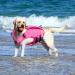 Buy Convinit Life Jacket for Dogs - Adjustable Pink Vest for Small Medium & Large Breeds - Perfect for Boating Swimming & Surfing with Handle & Reflectors - Buy Online on GoSupps.com