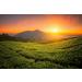 Buy Premium Oolong Tea Four Seasons from Alishan Taiwan | High-Quality Formosa Highland Oolong Tea 80g - Buy Online on GoSupps.com