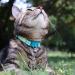 Shop Award-Winning Kittyrama Botanical Cat Collars | Hypoallergenic Quick Release Comfortable & Veterinarian Approved - Buy Online on GoSupps.com