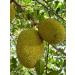Clearspring Organic Young Jackfruit Chunks - Vegan, Gluten-Free, 400g - Buy Online on GoSupps.com