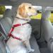 Kurgo Tru-Fit Car Safety Harness for Dogs - Padded Chest Panel D-Ring & Seat Belt - Size XS Gray - Safe Travel for Pets - Buy Online on GoSupps.com