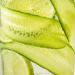 Aarke Cucumber Lime Flavour Drops - 50ml | Enhance Your Sparkling Water - Buy Online on GoSupps.com
