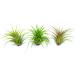 10 Ionantha Tillandsia Air Plants 2-3.5 Inches | Live Tropical House Plants for Home Decor & Terrariums - Buy Online on GoSupps.com