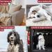 Deodog Odor Neutralizer | Eliminate Stubborn Pet Smells | Safe for Homes Cars & Pets | Cat Urine Dog Urine & Vomit Remover - Buy Online on GoSupps.com
