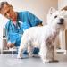 10 Set Artificial Insemination Dog Breeding Kit - Canine Breeder Supplies for Small to Medium Breeds - Buy Online on GoSupps.com