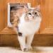 PetSafe Cat Door for Interior Doors - 2-Way or 4-Way Locking Pet Door Flap - Privacy for Cat Litter Box or Automatic Feeder - Durable Frame, DIY Easy Install, Hardware Kit - Pets Up to 15 lb (240 Oz) 2-Way Lock