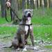 Collardirect Adjustable Reflective Dog Harness - Sizes S M L for Outdoor Walks - Available in Pink Black Red Purple Mint Green Orange Blue - Buy Online on GoSupps.com