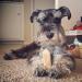 EcoKind Gold Yak Dog Chews | Grade A Healthy & Odorless Treats for Dogs - Buy Online on GoSupps.com