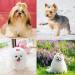 60pcs YCYIKA Clip in Dog Bows - Handmade Small Bowknot Hair Accessories for Pets | Perfect for Xmas Party - Many Colors Available - Buy Online on GoSupps.com