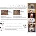 Eye Envy NR Tear Stain Remover for Cats - Professional Pack, All-Natural Eye Care - Buy Online on GoSupps.com