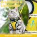Rabbitgoo Cat Dishes - Durable Line Dishes for Cats | Shop Internationally - Buy Online on GoSupps.com