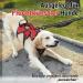 Rabbitgoo Medium Dog Harness - Break-Proof Adjustable Breathable & Padded Vest for Safety | Ideal for Training | Red (1 Pack) - Buy Online on GoSupps.com