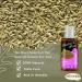 Nature Max Fennel Oil Pure Natural Cold Pressed Premium Egyptian Undiluted Egypt Arab for Hair & Skin No Additives Non GMO Kosher Halal (1 Pack 2.70 oz / 80 ml)  - Buy Online on GoSupps.com