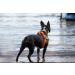 Julius-K9 Mini Orange-Grey Belt Harness S - Durable & Stylish Dog Harness for Optimal Comfort | International Shipping - Buy Online on GoSupps.com