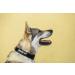 Julius-K9 Colour and Gray Fur Collar with Handle | Durable, Easy to Clean, Water Resistant | 40 mm (38-53 cm) Black-Gray | Safety Lock and Interchangeable Patch - Buy Online on GoSupps.com