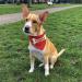 Buy printplanet Personalized Dog Scarf with Name - Dog Accessory in Bone Design - Size M - Buy Online on GoSupps.com