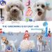 Cat Grooming Brush - Shedding & Massage Tool for Short & Long Haired Cats - Removes Mats, Tangles & Loose Fur - Blue - Buy Online on GoSupps.com