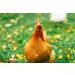 Ma Poule Express Premium Cracked Corn - Nutrient-Rich Feed for Birds and Poultry 5 lbs (2.27 kg) Bag - Buy Online on GoSupps.com