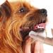 12 Pieces Pet Finger Toothbrush Soft Silicone Pet Finger Toothbrush Food Safety Tooth Cleaner Dog Cat Dental Brushes Kit for Dogs Cats Pets Dental Care(Transparent Color) - Buy Online on GoSupps.com