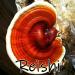 Earth Cap Mushrooms Sunrise 6 Mushroom Supplement Capsule - Chaga Cordyceps Lion's Mane Maitake Reishi Turkey Tail Real Fruiting Body - No Fillers - Buy Online on GoSupps.com