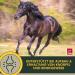 Buy Emma MSM Horse Joint Liquid 1L - High-Dose MSM Glucosamine & Chondroitin for Healthy Joints & Movement | International Shipping Available - Buy Online on GoSupps.com