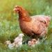 Ida Plus Kieselgur Spray 400ml - Natural Pebble Powder for Chickens & Quail - Easy Spray Can for Chicken Coop Care - Buy Online on GoSupps.com