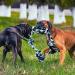 Indestructible Rope Dog Toys for Large Breeds | 90cm 5 Knots - Perfect for Aggressive Chewers - Buy Online on GoSupps.com