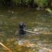 Waterproof Long Line Dog Training Lead - 20m, Suitable for all Sized Dogs - Buy Online on GoSupps.com