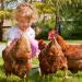 Ida Plus Gurlite Powder for Mite Control - Eco-Friendly Solution for Chickens Quail & Poultry - 250g Pack - More Effective than Pebbles - Buy Online on GoSupps.com