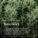 Nikura Rosemary Essential Oil 20ml - 100% Pure Natural Oils for Hair Growth, Memory & Aromatherapy | Vegan & UK Made - Buy Online on GoSupps.com