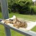 Cat Window Perch - Hammock for Cats Inside, Supports Up to 50lbs - Buy Online on GoSupps.com