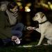Flexi attachment LED Lighting System Black for dog walking - Buy Online on GoSupps.com